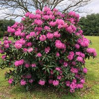 20 Rhododendron Catawbiense Grandiflorum Samen, Catawba Eisen Gekleidet Samen von seedsbypost