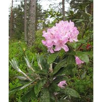 20 Rhododendron Grandiflorum Samen, Catawba Eisen Gekleidet Samen von seedsbypost