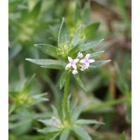 20 Sherardia Arvensis Samen, Blue Field Madder Seeds von seedsbypost