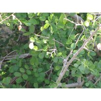 25 Dalbergia Melanoxylon Samen, Grenadillbaumsamen, Grenadillbaumsamen von seedsbypost