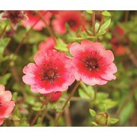 25 Potentilla Nepalensis Samen, Nepal Cinquefoil Crimson Samen von seedsbypost