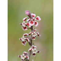 25 Silene Gallica Samen, Gemeinsame Fangfliegensamen von seedsbypost