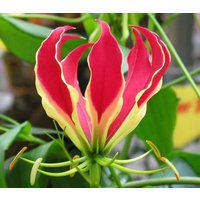 6 Verschiedene Gloriosa Rhizomes, 2 Superba, Rothschildiana, Lutea Mit Phytosanitätszertifikat von seedsbypost