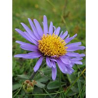 50 Aster Alpinus Samen, Die Alpinen Astersamen, Blue Alpine Daisy Seeds von seedsbypost