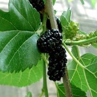 50 Morus Nigra Samen, Brombeer Fruchtsamen, Brombeersamen von seedsbypost