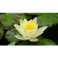 50 Nelumbo Nucifera Samen, Weiße Lotussamen, Heilige Bean Of India, Einfach Lotussamen von seedsbypost