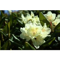 50 Rhododendron Aureum Samen, Rosebay Samen von seedsbypost