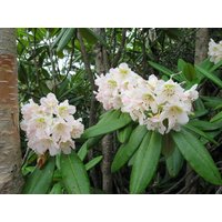 50 Rhododendron Brachycarpum Samen von seedsbypost