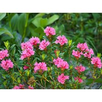 50 Rhododendron Ferrugineum Samen, Alpenrose Schneerose Rostig Geleavedten Samen von seedsbypost