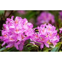 50 Rhododendron Fictola Samen, Samen von seedsbypost