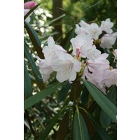 50 Rhododendron-Hanfsamen von seedsbypost