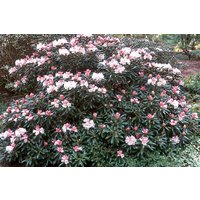 50 Rhododendron Yakushimanum Samen von seedsbypost