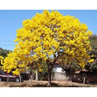 50 Tabebuia Argentea Samen, Tecoma Golden Bell Flower Tree Silber Trompetenbaum Samen von seedsbypost