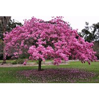 50 Tabebuia Avellanedae Samen, Rosa Trompete Baum, Lavendel Baum Samen von seedsbypost