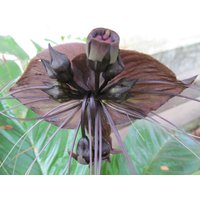 50 Tacca Chantrieri Samen, Fledermaus Blumensamen, Katzen Whiskers Teufelsblumen Pflanzensamen von seedsbypost