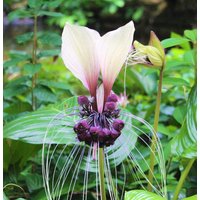 50 Tacca Integrifolia Samen , Lila Fledermaus Katzen Wiskers von seedsbypost