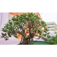 200 Ficus Infectoria Samen, , Pilkhan Baum Samen, Weiße Feigenbaum Samen von seedsbypost