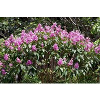 500 Tibouchina Granulosa Samen, Glory Baum Lila Spray Samen von seedsbypost