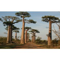 Verschiedene Adansonia Samen, 5 Grandidieri Grandidiers Baobab Riesen 20 Digitata Samen von seedsbypost