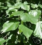 5 Samen der Tilia cordata Littleleaf Linden Tree Seeds von seedsown