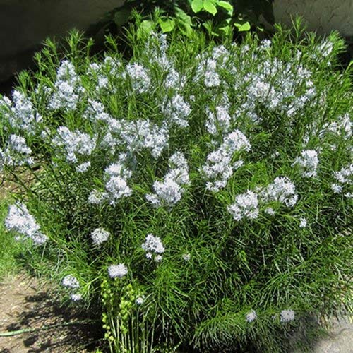 - Amsonia hubrichtii Seeds von seedsown