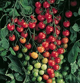 Keimfutter PLATFIRM-Legende Online Garten Samen Tomate Kirschsupersweet 100 DV3981A (rot) 25 Hybrid Seeds von seedsown