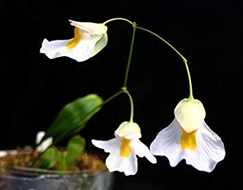 Keimfutter PLATFIRM-Utricularia Alpina * Carnivorous * Alpine Bladderworts * sehr seltene Pflanze * 10 Samen Keimfutter PLATFIRM-Utricularia Alpina * Carnivorous * Alpine Bladderworts * sehr seltene Pflanze * 10 Samen von seedsown