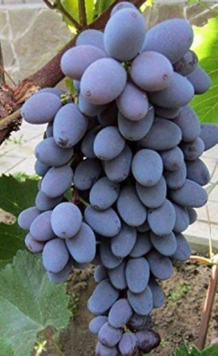 Keimfutter: 1 Stecklinge: Seedless Traube Jupiter, Frisch Unbewurzelte Grapevine Stecklinge Keimfutter: 1 Stecklinge: Seedless Traube Jupiter, Frisch Unbewurzelte Grapevine Stecklinge von seedsown