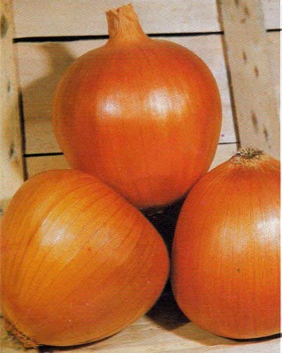 Keimfutter: 100 - Seeds: Dorata Di Parma Zwiebeln - 'Golden' Onion von Parma, Italien - so gut !!! Geben Sie Schiff !! von seedsown