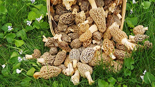 Keimfutter: 20 Gr Live-Myzel Seeds Spores wachsen Indoor oder Outdoor Morcheln von seedsown