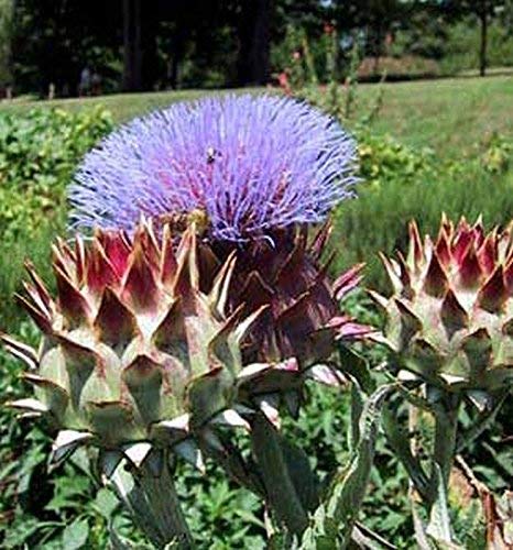 Keimfutter: 25 - Seeds: Cardoon Samen, (Rare) Avorio Große Glatt - Eine attraktive Anlage in den Garten! von seedsown