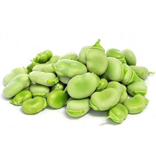 Keimfutter: 60 Seeds: Saubohne Samen Sorte Aquadulce Claudia Getrocknete Fava Ackerbohne Bis zu 180 Samen von seedsown