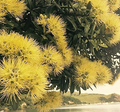 Keimfutter: Metrosideros Excelsa Gelb - 100 Seeds - Gelb Pohutakawa Keimfutter: Metrosideros Excelsa Gelb - 100 Seeds - Gelb Pohutakawa von seedsown