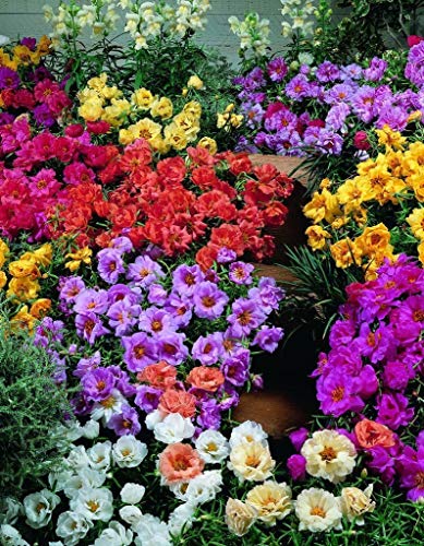 Portulak Samen Portulaca Extra-Mix 50 Multi Pelletierte Seeds Perennial von seedsown
