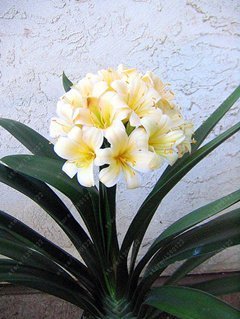 Real clivia Birnen, Clivia Pflanze, Bonsai Blumenzwiebeln, (Nicht clivia Seeds), Stauden Blumen Topfpflanze Bulbous Root - 20 PC 11 von seedsown