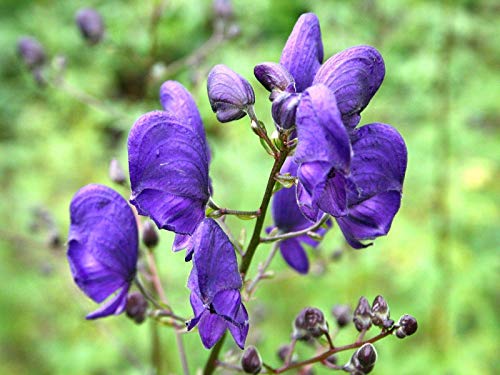 Samen Keimung: 10 Blauer Eisenhut Samen, Mönch Hood Samt, Aconitum, Wolfsbane Seeds von seedsown