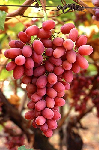 Samen Keimung: 2 Stecklinge: Seedless Traube '' Crimson '' Fresh Unbewurzelte Grapevine Stecklinge Samen Keimung: 2 Stecklinge: Seedless Traube '' Crimson '' Fresh Unbewurzelte Grapevine Stecklinge von seedsown