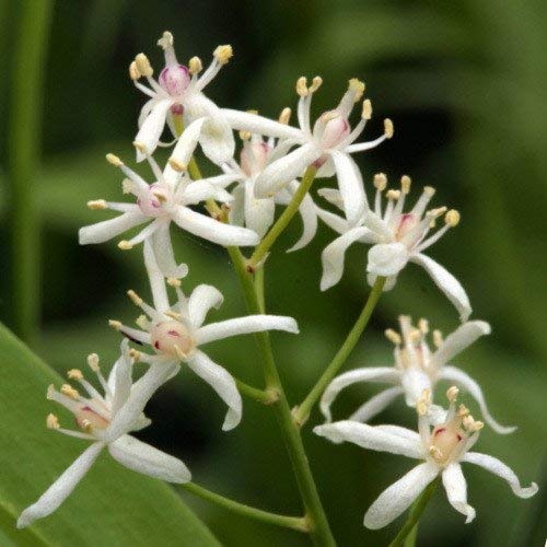 - Smilacina Stellata Seeds von seedsown