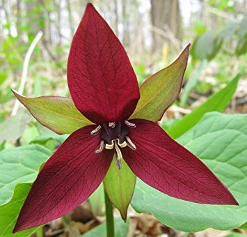 - Trillium Erectum Red Seeds von seedsown