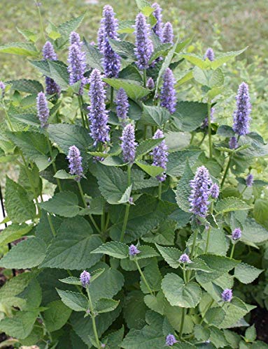 seedsown 0.1G (APPR. 220) Anis Ysop Samen Agastache Foeniculum & Herb von seedsown