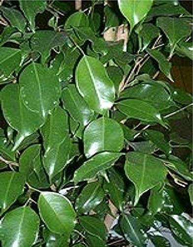 seedsown 10 Samen der Ficus benjamina Weeping Feigenbaumsamen Fruiting ABB Bonsai von seedsown