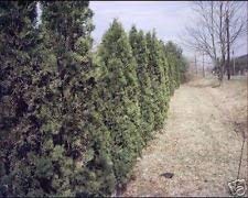 seedsown 10 Samen von Thuja occidentalis Pyramidale Lebensbaum-Samen von seedsown