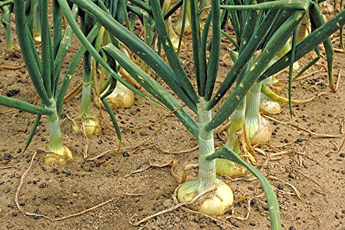 seedsown 200 + Vidalia Sweet Onion Bio Non-GMO U.S.Seed 120-150 Tage Frühling/Fall-Garten von seedsown