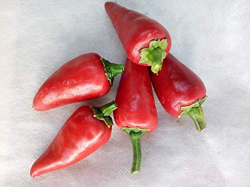 seedsown 25+ Organic Piment D'Espelette Basken Schatz Pepper Samen-D 72 von seedsown