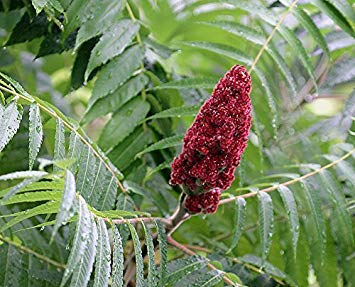 seedsown 40 Seeds - Essigbaum Baum Samen (Rhus Typhina) von seedsown