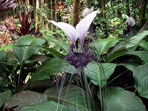 seedsown 5 Samen der Tacca Integrifolia Weiß Bat Blume Ungewöhnliche weiße und Schwarze Blumen-Samen seedsown 5 Samen der Tacca Integrifolia Weiß Bat Blume Ungewöhnliche weiße und Schwarze Blumen-Samen von seedsown