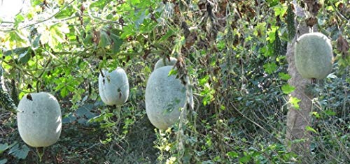 seedsown Benincasa Hispida, Ash Gourd, weiße Wachs Winter-Melone, 15 Samen von seedsown