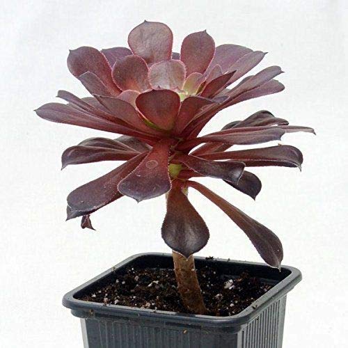 seedsown Black Rose Tree - Aeonium arboreum - Rare - Einfach zu wachsen! - 3" Pot von seedsown
