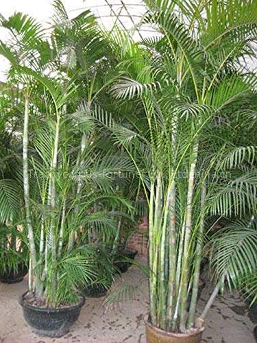 seedsown Dypsis lutescens Golden Cane Areca Palm, schnell wachsende Innen-Palme, 10 Samen von seedsown