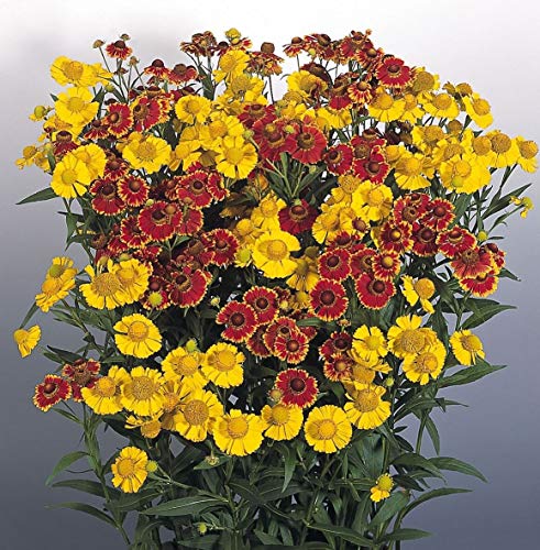 seedsown - Flower - Helenium autumnale - Herbstliche Blätter - 100 Samen von seedsown